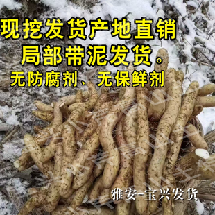 四川雅安宝兴3斤包邮大雪山滋补半野生新鲜山药现挖产地孕妇小孩