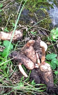 先联系哦 包邮 新鲜天麻1斤 四川雅安宝兴大雪山自然生长