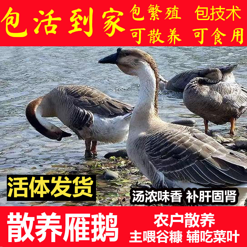 正宗灰鹅大马岗鹅灰鹅雁鹅成年种鹅 灰鹅