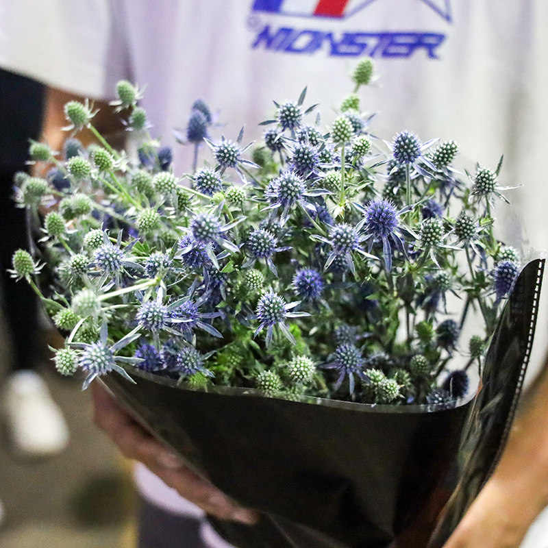 蓝刺芹毛刺芹鲜切花情人节婚礼云南基地直发同城速递现摘新鲜花朵