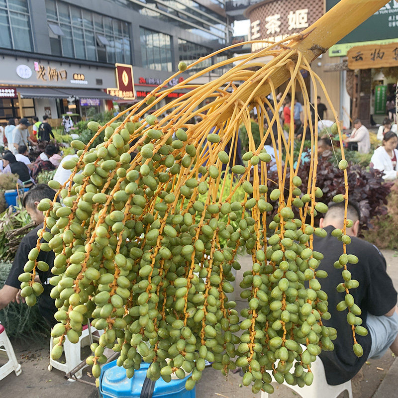 槟榔果鲜切枝条鲜切花一支基地直发室内水培绿植花束插花水果鲜花