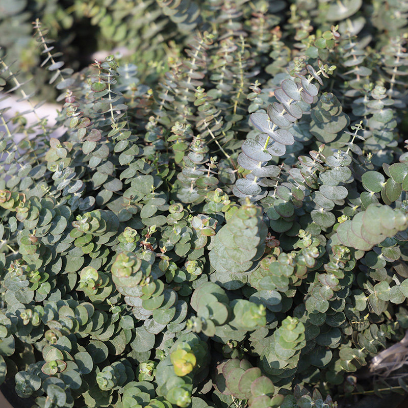 尤加利叶配草鲜花基地直发大叶尤加利叶细叶尤加利叶尤加利果婚庆