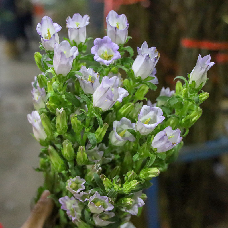 风铃鲜花云南基地现摘直发风铃花鲜花速递水养插花水培婚礼伴手礼