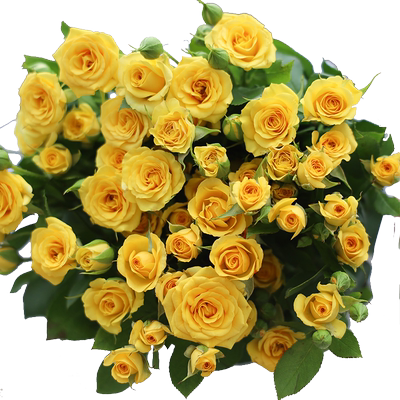 橙色芭比多头玫瑰折射泡泡一束云南基地鲜花现摘发货玫瑰鲜花红玫