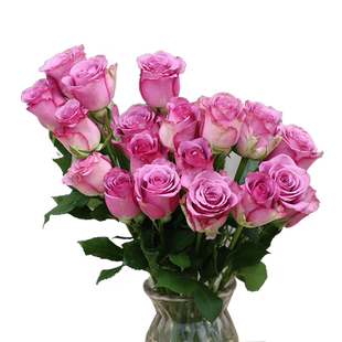 云南斗南花市冷美人玫瑰鲜花昆明基地直发家用办公室水养鲜花速递