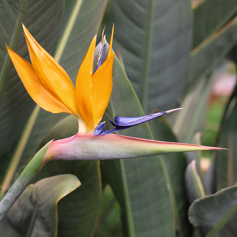 天堂鸟鹤望兰鲜花艺术高贵典雅花期长云南昆明基地直发同城速递花
