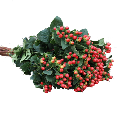 红豆鲜花相思豆粉豆白火龙珠基地直发鲜切花家庭婚庆客厅插花配草