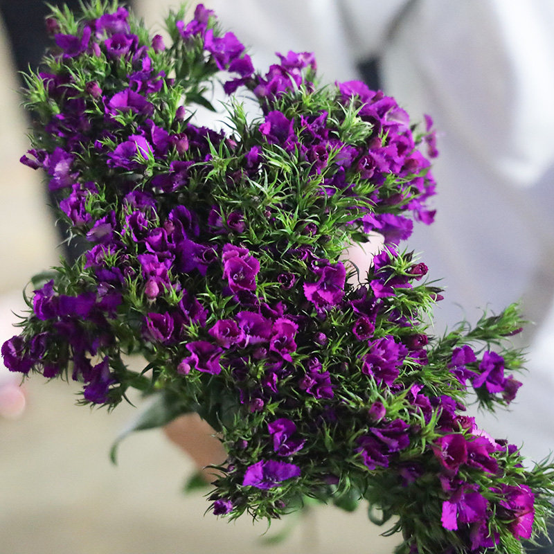 相思梅鲜花基地直发云南斗南花卉石竹梅鲜花速递办公室插花礼品花