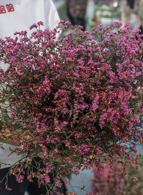 红色黄色水晶草鲜切花云南基地直发可做干花草花配花一束水养插花