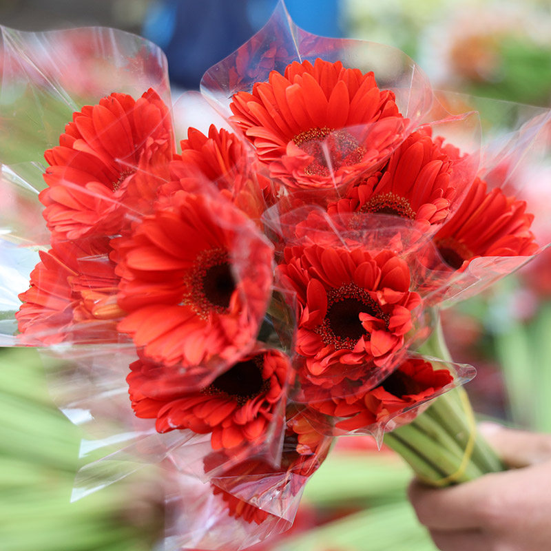非洲菊鲜花云南基地直发批发橙色扶郎花水养鲜切花同城速递插花菊,鲜花速递/花卉仿真/绿植园艺,花材,淘宝优惠券,粉丝福利购,淘宝优惠卷