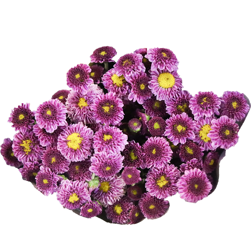 绿心红小雏菊云南直发鲜切花蓝色小菊紫色同城速递菊花水瓶插花束