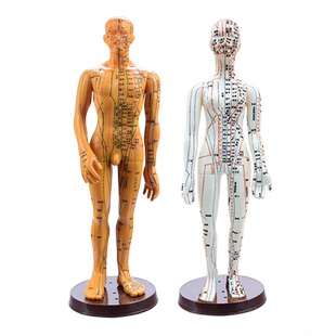 云龙牌人体模型中医穴位针灸高清全身经络扎针练习教学用具