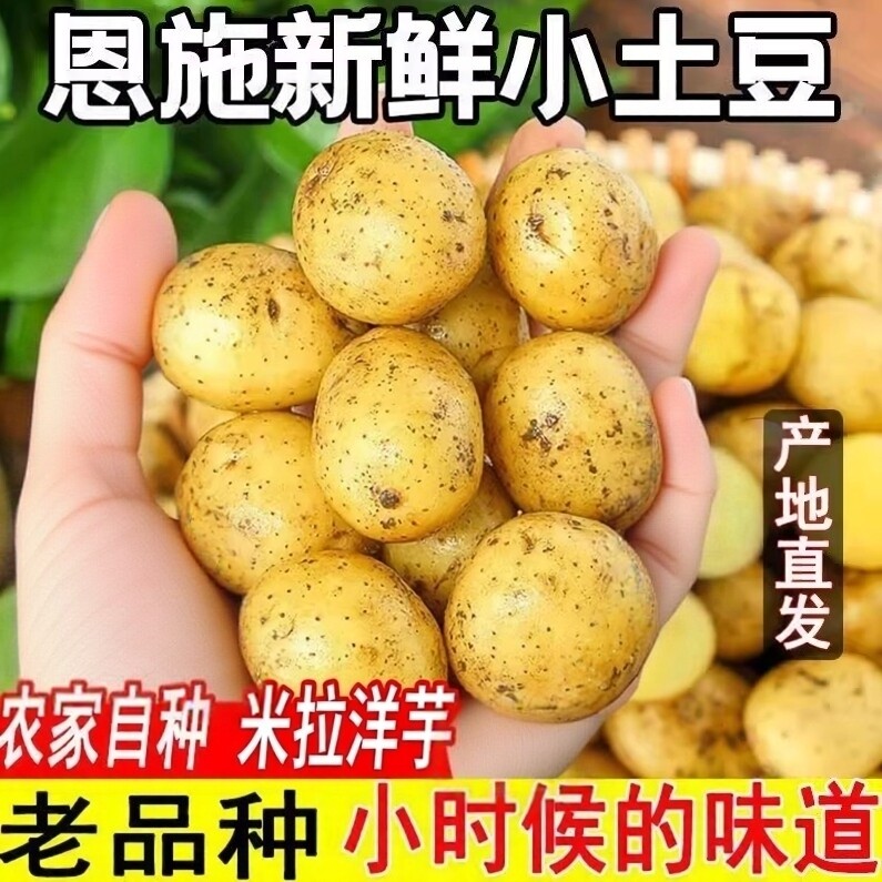 湖北高山小土豆新鲜土豆恩施马尔科小土豆自种黄心洋芋粉糯好吃