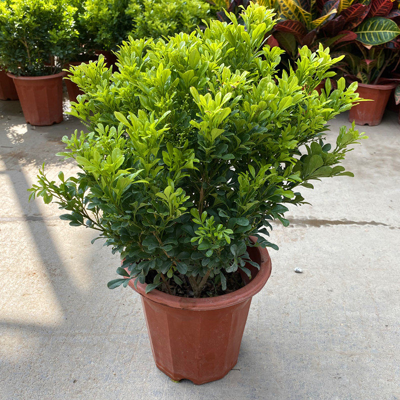 米兰花盆栽阳台庭院喜阳花卉绿色易养植物米仔兰树兰多季开花浓香