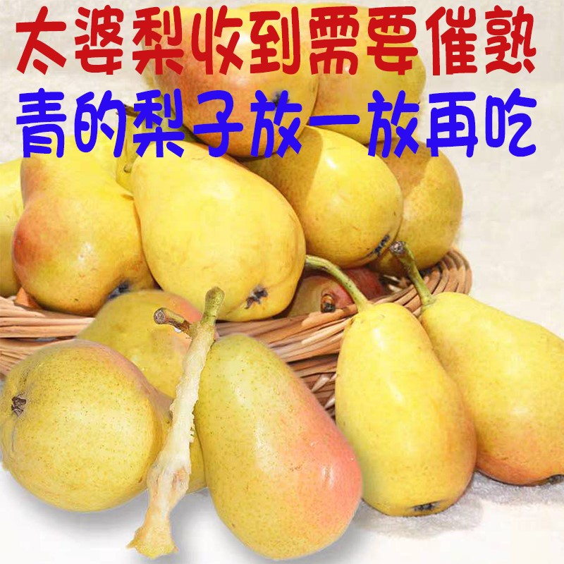 新鲜太婆梨5斤软梨大头梨茄梨啤梨水果当季整箱包邮烟台梨子