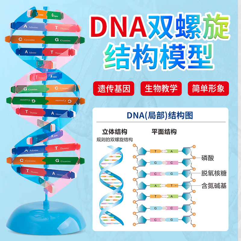 DNA分子双螺旋结构模型初高中生物ACTG碱基对遗传基因小学生手工DIY小制作小学科学生命科学教学仪器器材