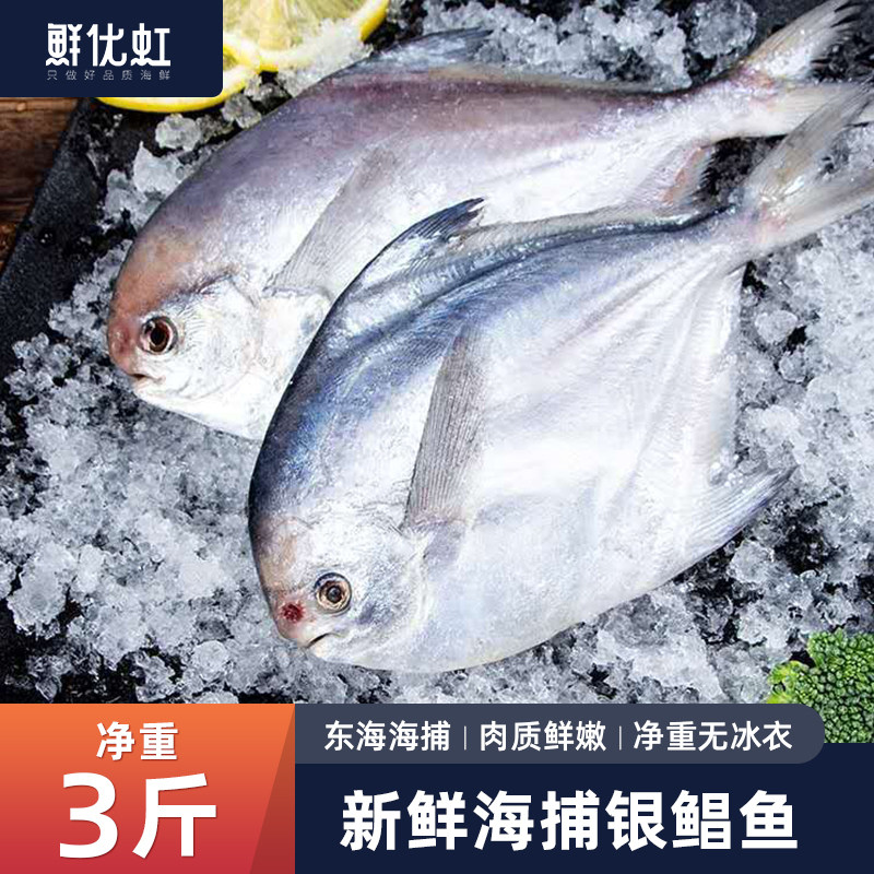 银鲳鱼大新鲜活冷冻舟山野生海捕白鲳鱼平鱼昌鱼镜鱼国产海鲜水产