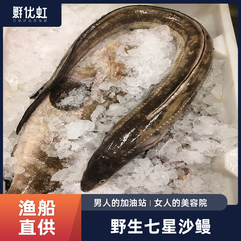 温州鳗鱼整条新鲜冷冻七星