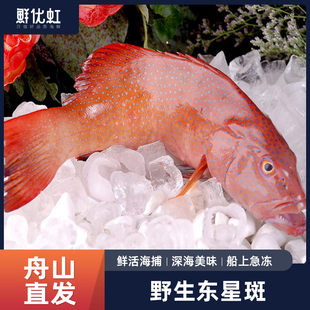 深海大东星斑鱼新鲜鲜活整条冷冻野生捕捞东星斑海鲜送礼品年货