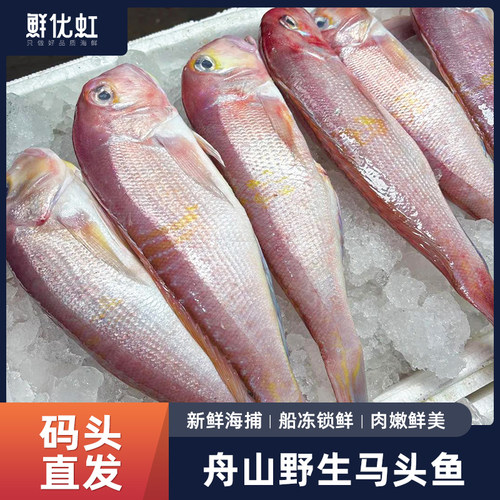 深海马头鱼整条深海鱼