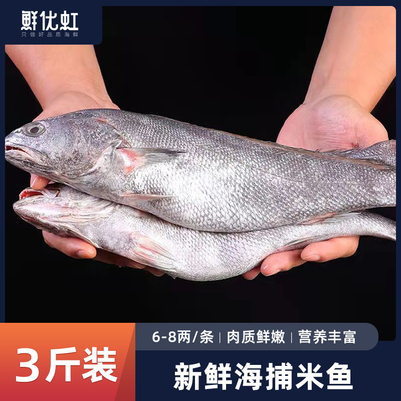 舟山东海海捕米鱼鮸鱼鲜活冷冻