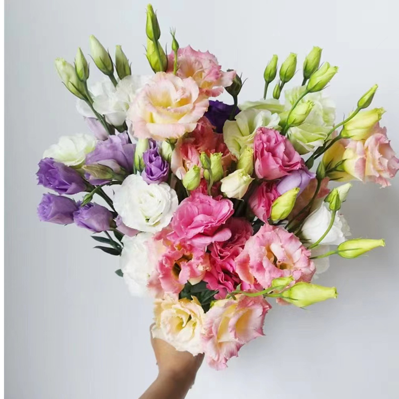 洋桔梗花苗阳台四季开花多年生