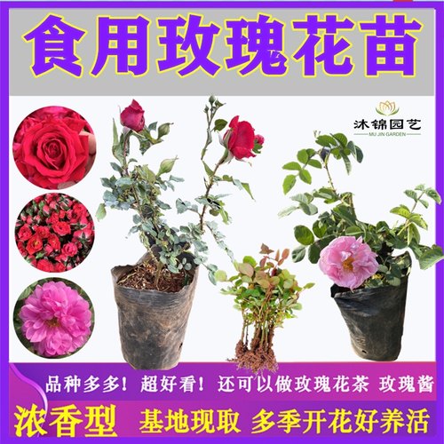 云南可食用玫瑰花苗易活植物