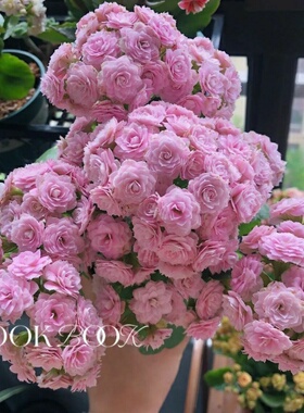 长寿花高级品种朱丽叶粉色重瓣懒人阳台可养带花苞发货110盆