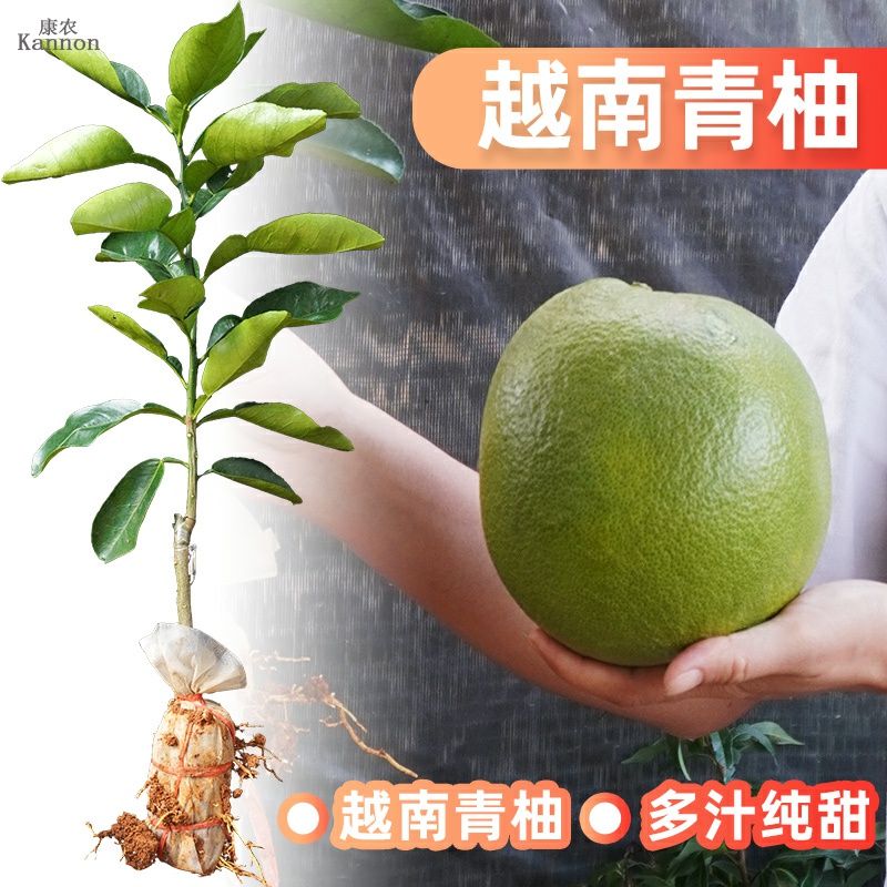 越南青柚树苗红肉柚子嫁接正宗品种红心清甜结果快带叶广西