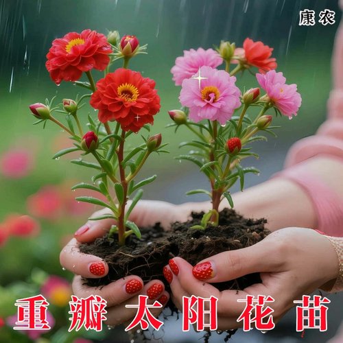 重瓣太阳花苗宿根混色植物绿植花卉盆栽易开花好养带根带花苞发货