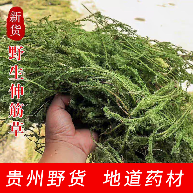 贵州野生伸筋草狮子草狮子尾石松透骨草舒筋草中药材当季干货新品