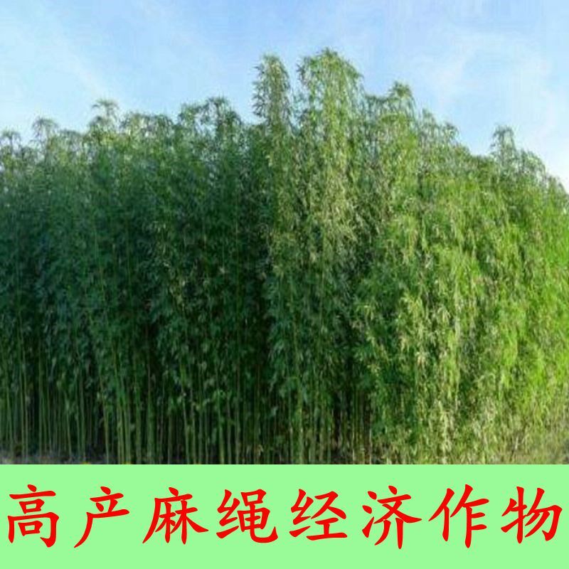 新采 制作麻绳作物 麻绳种子 青麻茼麻 红麻黄麻 火麻仁 经济作物