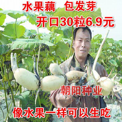 食用莲藕种子脆甜像梨一样脆甜水果藕种苗脆藕非常观赏荷花包邮