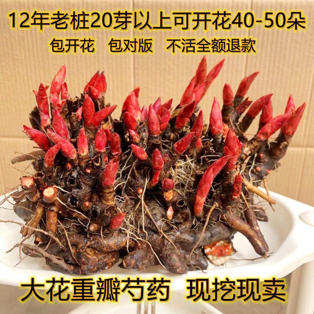 重瓣带芽芍药花苗大根块四季开花多年生种根阳台庭院浓香花卉盆栽