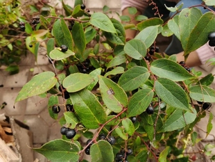 云南透骨香 中药材滇白珠透骨草全株干货满山香搜山虎泡土叶