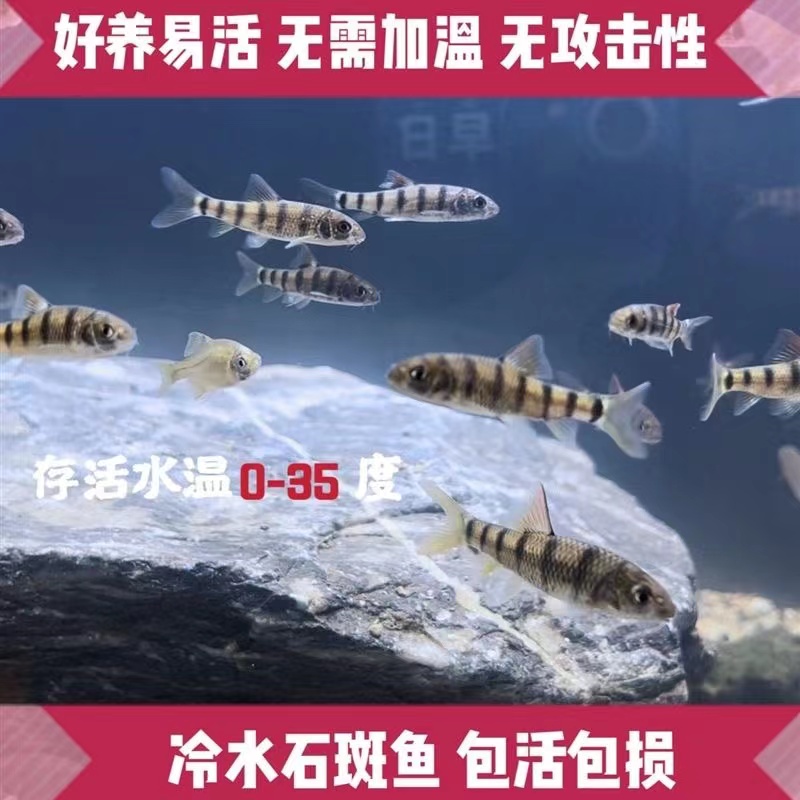 石斑光唇鱼公母冷水淡水观赏鱼