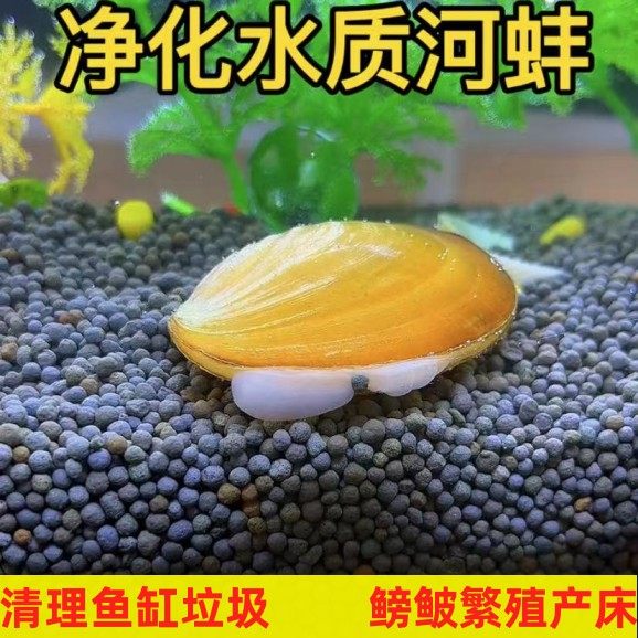 专吃鱼屎粪便黄金小河蚌河蚬淡净水观赏螺鲜活物鳑鲏繁殖贝壳活体