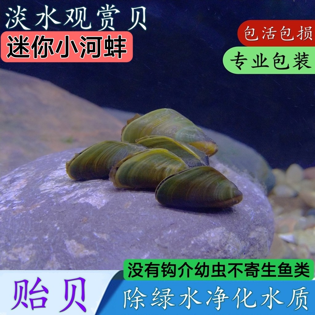 淡水贻贝瓜子蚌吃粪便螺河蚬黄金蚬净化水质水族小河蚌鳑鲏繁殖蚌