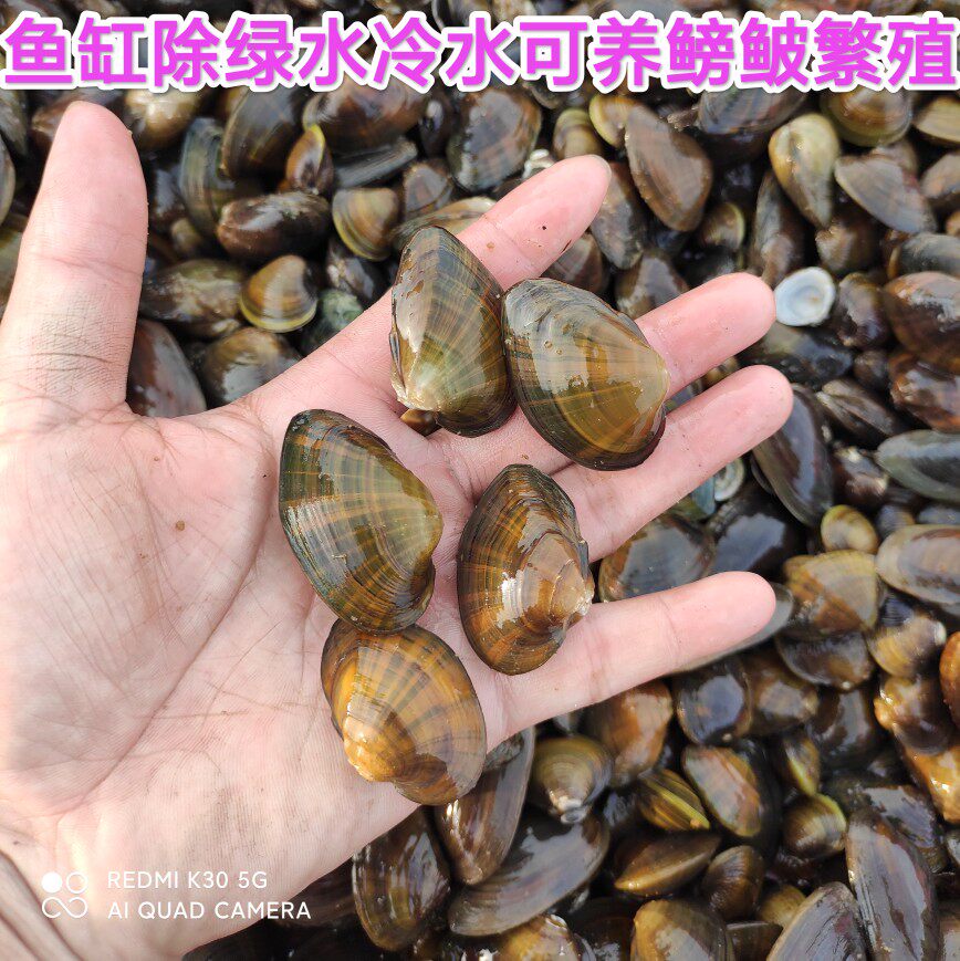 黄金蚬蚌杜氏蚌小河蚌观赏净水鲜活观赏龙宫螺鱼缸绿水藻鳑鲏繁殖