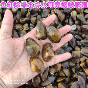 黄金蚬蚌杜氏蚌小河蚌观赏净水鲜活观赏龙宫螺鱼缸绿水藻鳑鲏繁殖