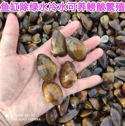 黄金蚬蚌杜氏蚌小河蚌观赏净