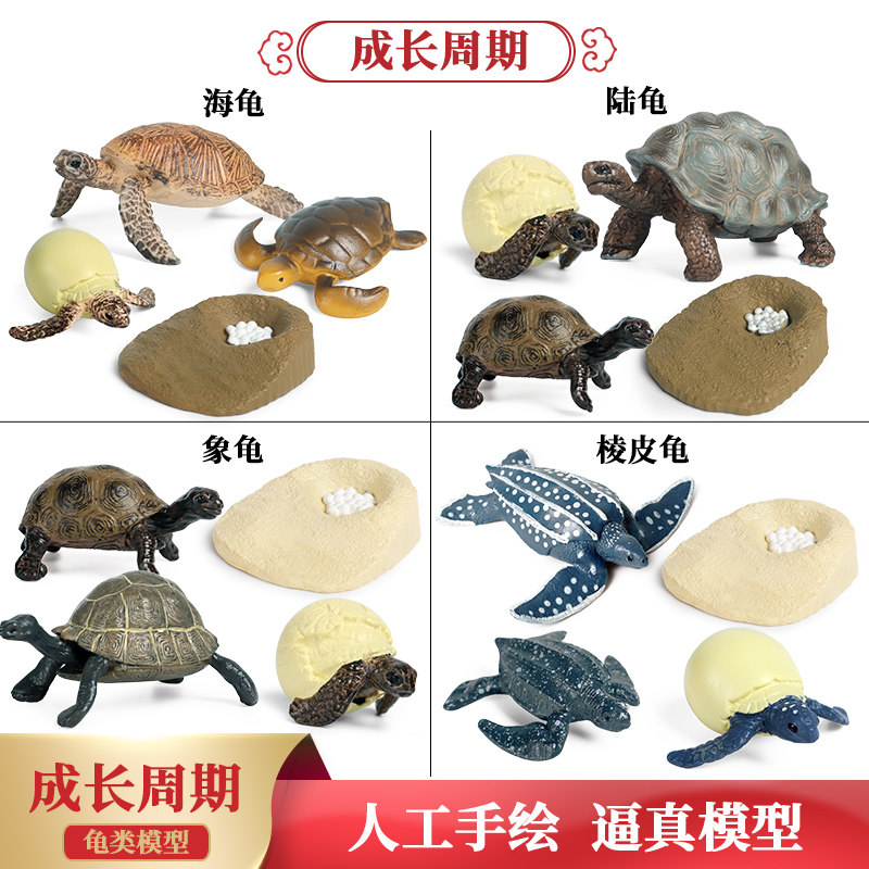 仿真大海龟模型乌龟生成长周期表儿童早教科普认知象陆龟玩具礼物