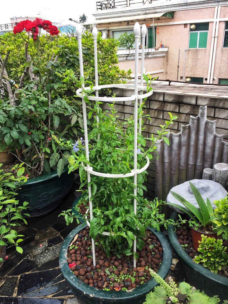 种植箱爬藤架金银花攀爬阳台植物防倒伏支架户外园艺花盆蔬菜架杆