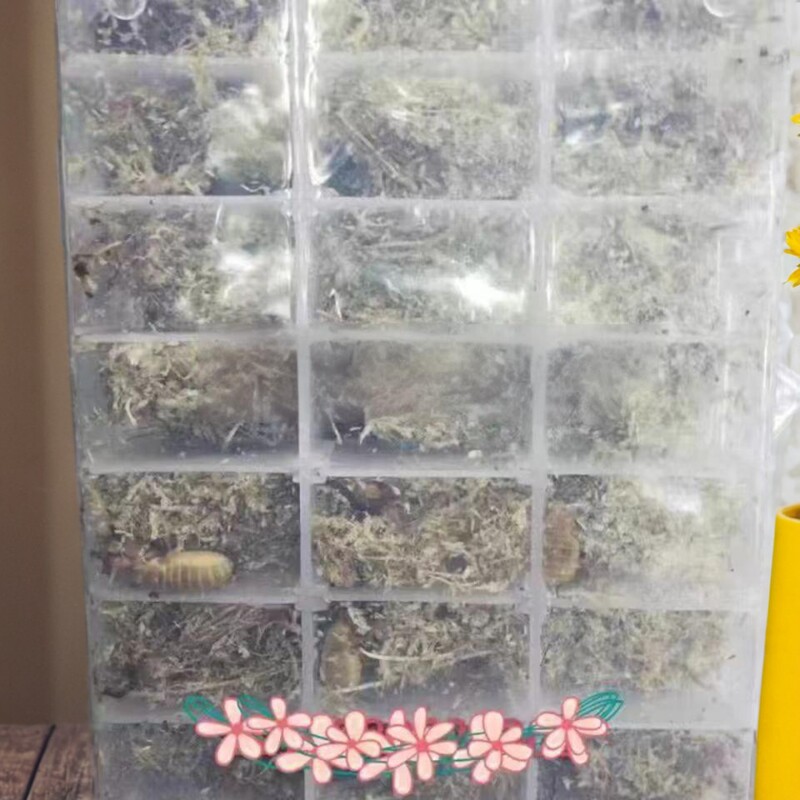 柴虫包邮土狗虫蝼蛄活体活物活蝼爬虫/鸣虫食物