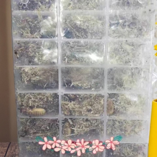 柴虫包邮土狗虫蝼蛄活体活物活蝼蛄昆虫拉蛄土狗子昆虫药用宠物