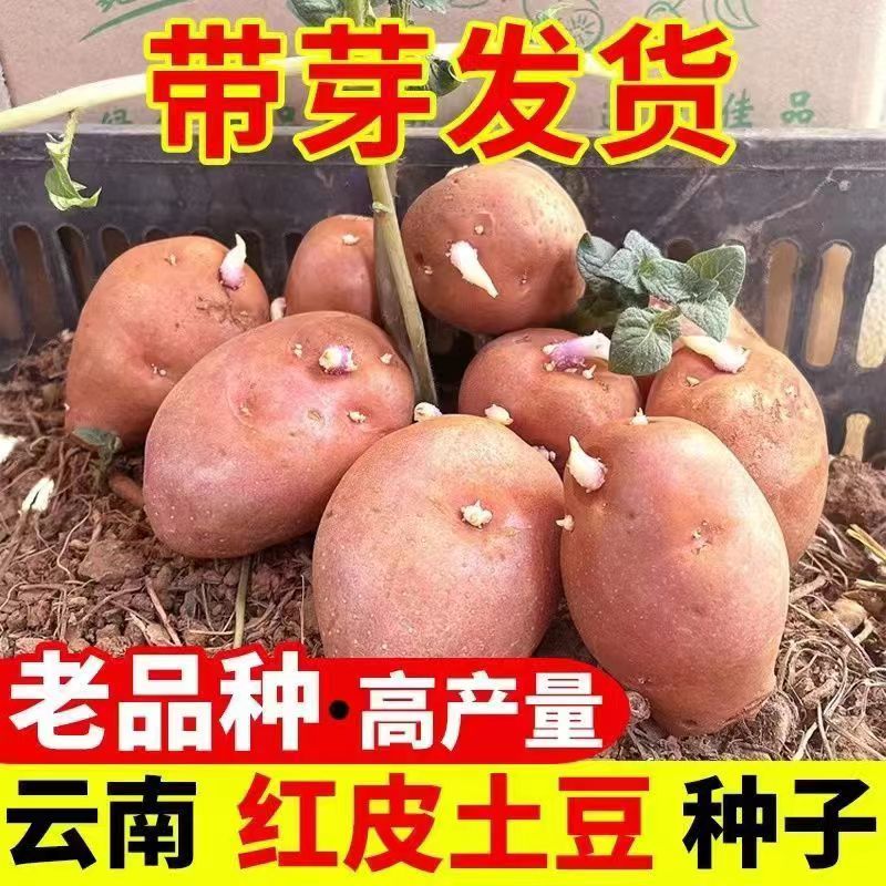 云南秋黄皮土豆种子早产老品种土土豆