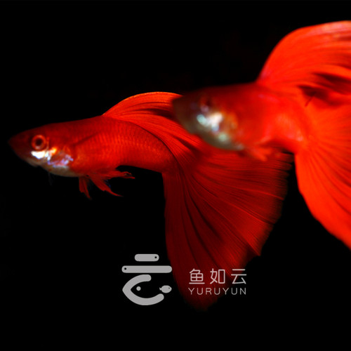 血红大背大C缎带孔雀鱼