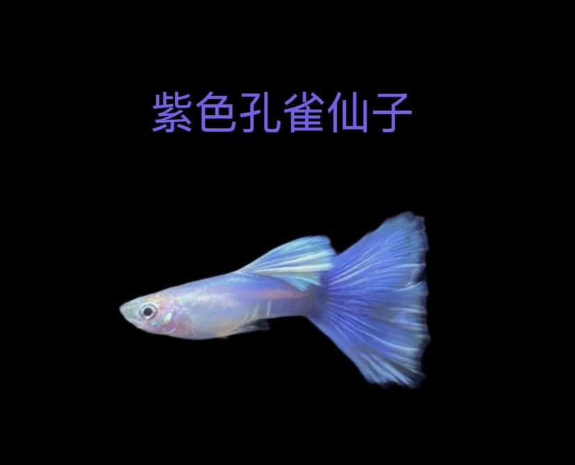 拉朱莉紫尾孔雀鱼紫色凤尾鱼热带鱼紫霞仙子仙女网红鱼拉朱莉红尾