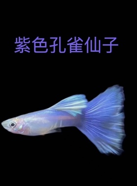 拉朱莉紫尾孔雀鱼紫色凤尾鱼热带鱼紫霞仙子仙女网红鱼拉朱莉红尾