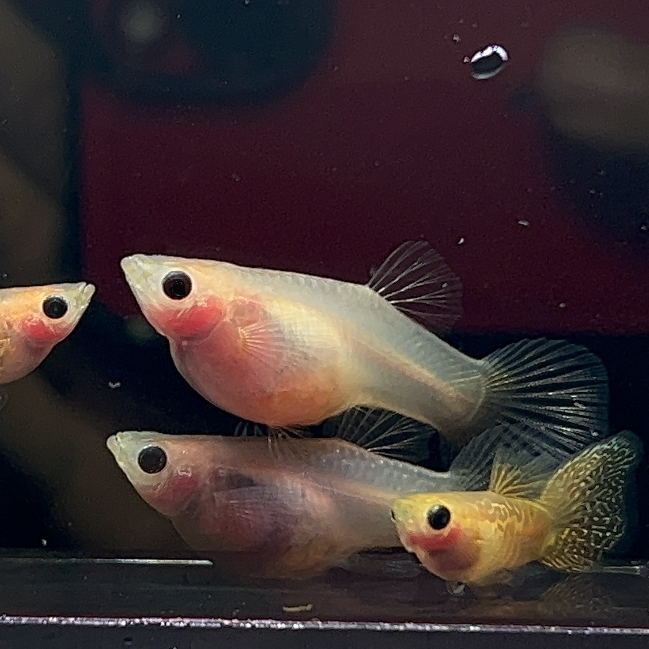 球体黄蕾丝玻璃猫黄化深海蓝玻璃球体孔雀鱼观赏鱼活体热带鱼